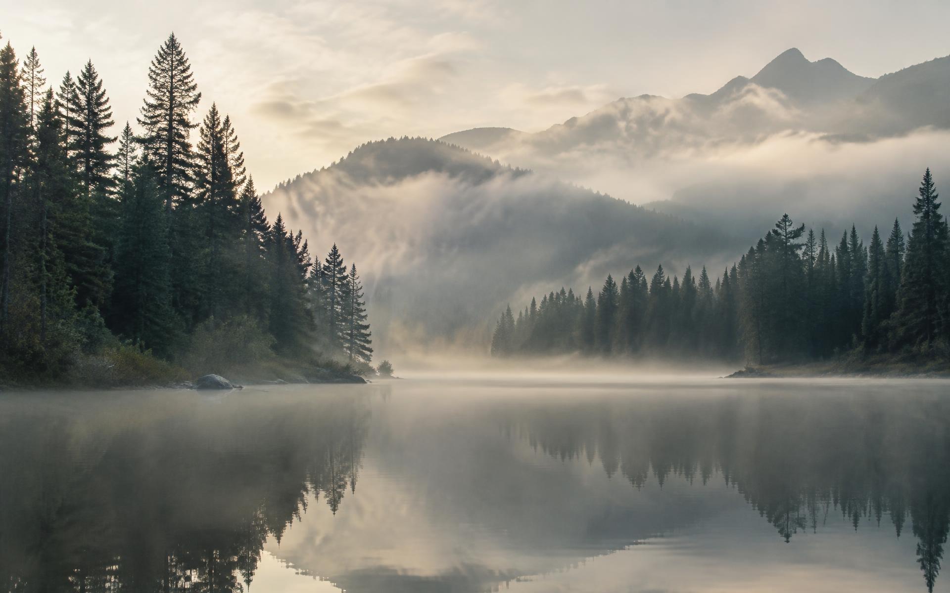 Mist drifting over still water between pine trees at dawn